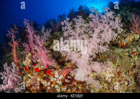 Farbige Weichkorallen, Dendronephthya klunzingeri, Elphinstone Riff, Rotes Meer, Ägypten Stockfoto