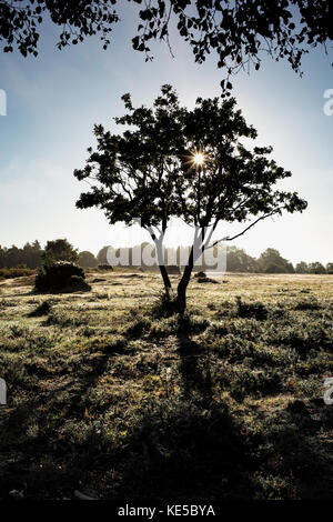 Am frühen Morgen scheint die Sonne durch einen einzigen Baum mit Gras in Tau Stockfoto