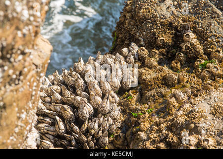 Seepocken, beide angepirscht Schwanenhals Seepocken und nicht-angepirscht Acorn barnacles in den exponierten Rocky Gezeitenzone in der Nähe von Victoria British Columbia Kanada. Stockfoto