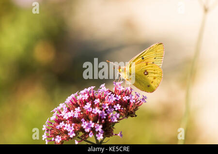 Getrübt Schwefel, Schmetterling, nordamerikanischen Schmetterling Fütterung in Garten, Pennsylvania, United States. Stockfoto