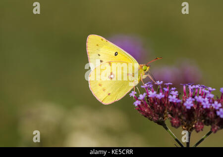 Getrübter Schwefel, Colias philodice, Schmetterling, nordamerikanische Schmetterling Fütterung im Garten, Pennsylvania, Vereinigte Staaten. Stockfoto