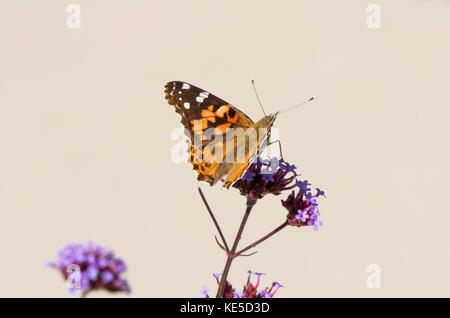 American gemalte Dame, Vanessa virginiensis, trinkende Nektar. Pennsylvania, Vereinigte Staaten. Stockfoto