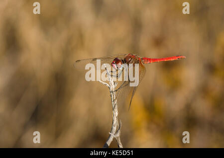 Stecker, rot geäderten-darter, sympetrum fonscolombii, Libelle, Andalusien, Spanien Stockfoto