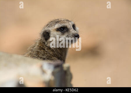 Kopf schoss einer schlanken-tailed Erdmännchen (suricata suricatta). Stockfoto