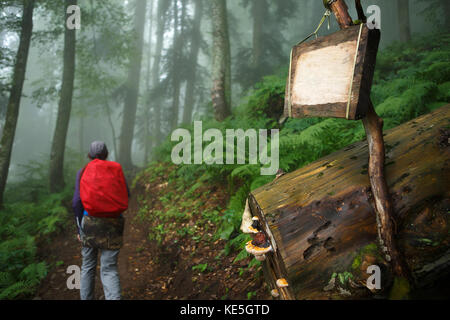 Bild der leeren Holzschild und Mädchen entlang Pfad im Wald im Herbst. Platz für Text. Stockfoto