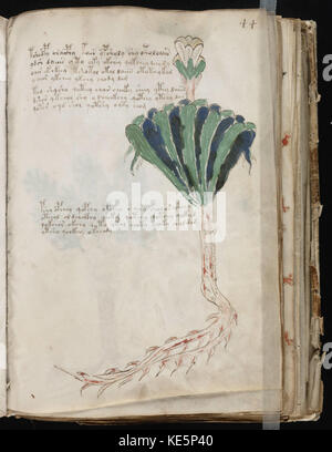 Voynich-Manuskript (87) Stockfoto