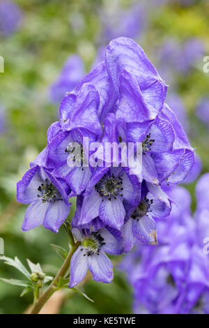 Hellblauen Blumen von einem späten Blockgerüst der Eisenhut, Aconitum carmichaeli Stockfoto