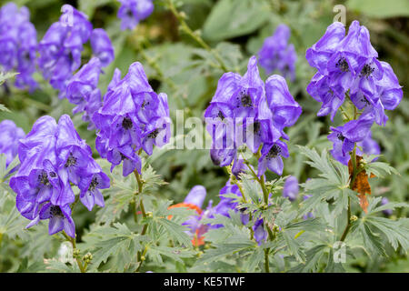 Hellblauen Blumen von einem späten Blockgerüst der Eisenhut, Aconitum carmichaeli Stockfoto