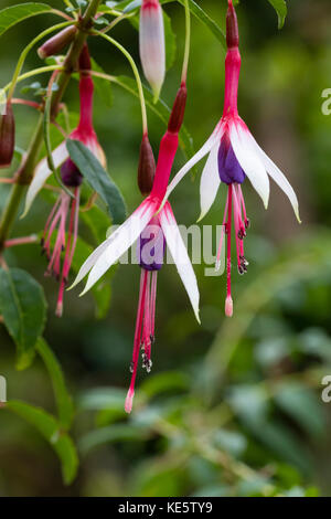 Rot weiss und lila Blüten der Hardy Strauch fuchsia, Fuchsia magellanica 'Lady Speck' Stockfoto