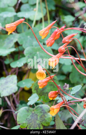 Oktober Blumen der spät blühende Mehrjährige Kletterpflanze, Tropaeolum tuberosum var. lineamaculatum'Ken Aslet' Stockfoto