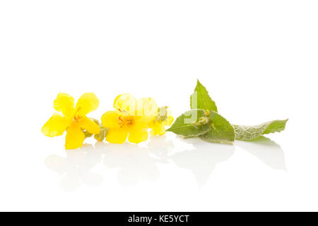 Molène, gemeinsame Königskerze Blume auf weißem Hintergrund. Heilpflanze, alternative Medizin. Stockfoto