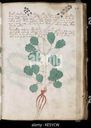 Das Voynich-Manuskript, einer der geheimnisvollsten und unentzifferten Texte der Geschichte, ist in diesem Bild zu sehen und zeigt seine einzigartige Schrift und Illustrationen. Stockfoto