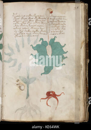 Voynich-Manuskript (55) Stockfoto