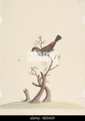 823093 f42 Diamond Firetail Stagonopleura guttata Stockfoto