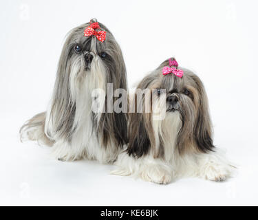 Paar weiblicher Shih Tzu hunde Stockfoto