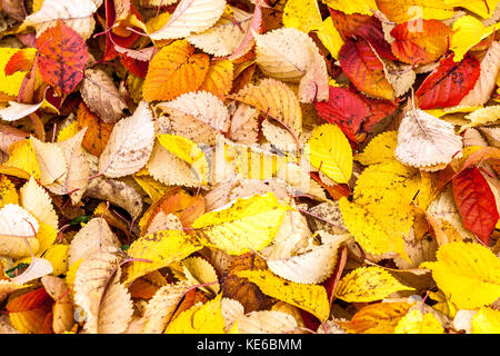 Herbst gefallene Blätter Kirschbaum Prunus hillieri Spire Blätter an Der Boden Stockfoto