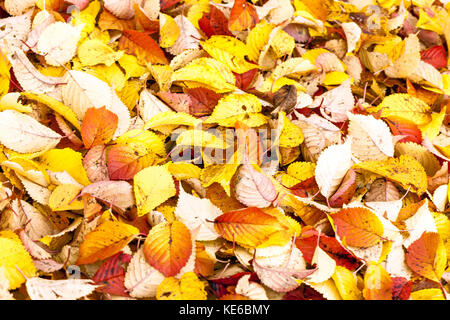 Herbst gefallene Blätter auf dem Boden Kirschbaum Prunus hilieri Spire Stockfoto