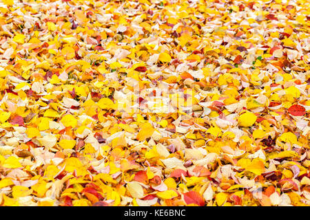 Herbst gefallene Blätter Kirschbaum Prunus hillieri Spire Blätter an Der Boden Stockfoto