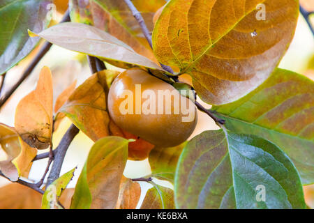 Eine junge Kaki Obst auf einem Ast mit Blätter ändern Blätter im Herbst. Stockfoto