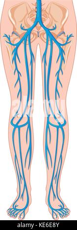 Die Blutgefäße des menschlichen Körpers Abbildung Stock Vektor