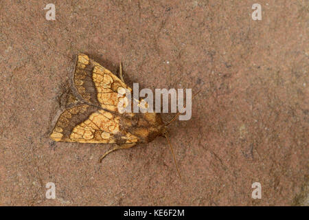 Frosted orange Moth (gortyna flavago) Erwachsenen in Ruhe, Monmouth, Wales, September Stockfoto