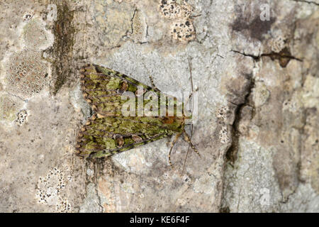 Grüne Bögen Motte (anaplectoides prasina) Erwachsenen auf Baumstamm, Monmouth, Wales, Juni Stockfoto