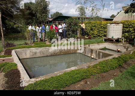 Afrikanische Lehrer anzeigen Gartenbau Blume Bauernhof künstliche Pflanzenkläranlage naivasha Kenia Stockfoto
