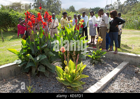 Afrikanische Lehrer anzeigen Kiesbett Tank mit Blumen wachsen in künstlichen Pflanzenkläranlage auf Gartenbau Blume Bauernhof naivasha Kenia Stockfoto