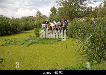 Afrikanische Lehrer lernen über künstliche Pflanzenkläranlage auf Gartenbau Blume Bauernhof naivasha Kenia Stockfoto