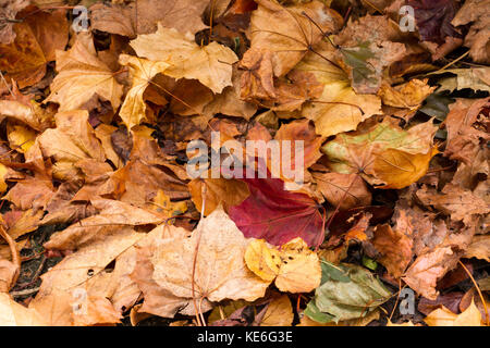 Gefallenen Blätter im Herbst, Dorset, Großbritannien Stockfoto