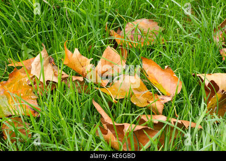 Nasse Blätter im Herbst auf Gras gefallen Stockfoto