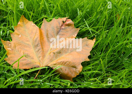 Sycamore Blatt von einem Baum auf nassem Gras im Herbst, Dorset, Großbritannien Stockfoto