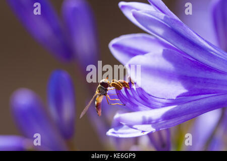 Weibliche marmalade Hoverfly (Episyrphus balteatus) auf Agapanthus (schmucklilie) Blüte im Sommer, Dorset, Großbritannien Stockfoto