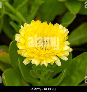 Gelbe Topf Ringelblume Calendula officinalis Flower, blühen im Sommer, Großbritannien Stockfoto