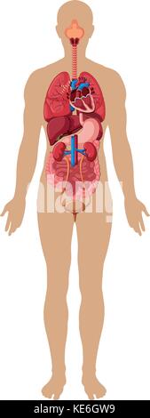 Anatomie Des Menschlichen Körpers Mit Verschiedenen Organen, Aus Denen 