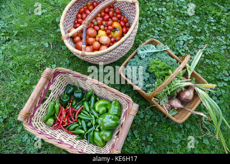 Sommer Gemüse aus dem Garten in Körben Stockfoto
