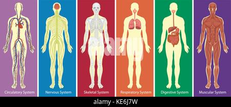 Verschiedene Systeme des menschlichen Körpers Diagramm Abbildung Stock Vektor