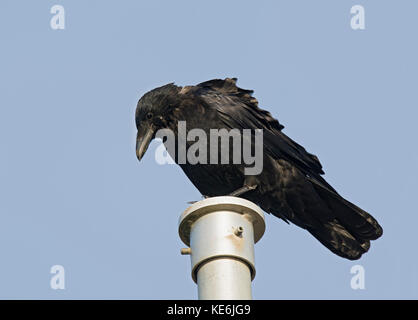 Nebelkrähe, Anas strepera, unten von der Oberseite des Pfostens suchen, West Bay, Dorset, Großbritannien Stockfoto