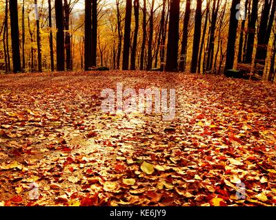 Waldweg im Herbst Herbst Landschaft. frische Farben der Blätter, gelb-grüne Blätter auf den Bäumen shinning in der Nachmittagssonne. Stockfoto