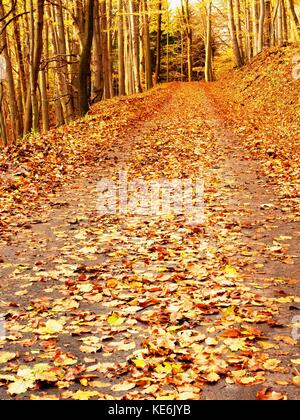 Waldweg im Herbst Herbst Landschaft. frische Farben der Blätter, gelb-grüne Blätter auf den Bäumen shinning in der Nachmittagssonne. Stockfoto