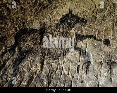 Ruß Pferde auf sandsteinmauer. Farbe von Jagd, von prähistorischen Bild. Entdeckung der prähistorischen Farbe des Pferdes in der Sandsteinhöhle. Spotlight sh Stockfoto