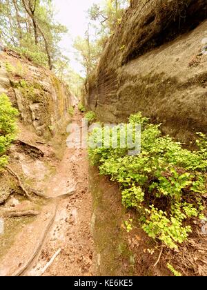 Tiefe Eingang weg in Sandstein blockieren. historischen Weg durch den Nadelwald Stockfoto