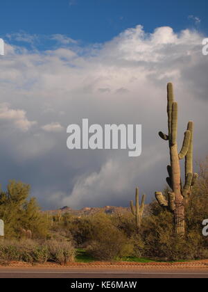 Saguaro Kakteen, in der Nähe von Scottsdale, Arizona, im Jahr 2017 fotografiert. Rechtswidrig zu beschädigen oder zu stehlen. Stockfoto