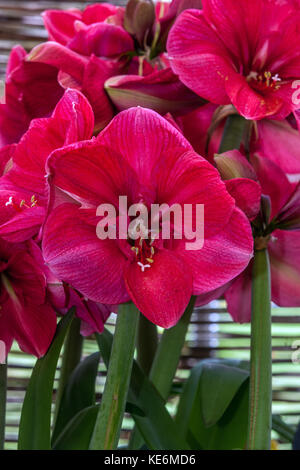 Hippeastrum 'Hercules' Stockfoto