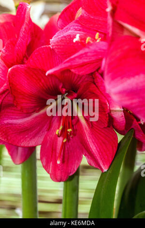 Hippeastrum 'Hercules' Stockfoto