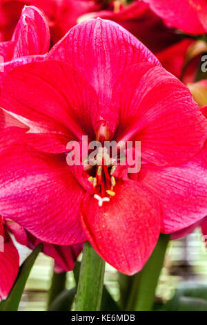 Hippeastrum 'Hercules' Stockfoto