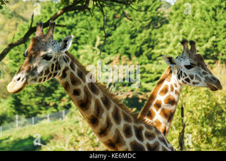 Ein paar Giraffen in Devon, Großbritannien Stockfoto