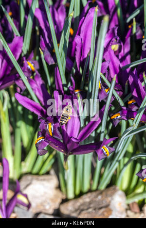 Iris reticulata J S Dijt Iris Biene fliegt Stockfoto