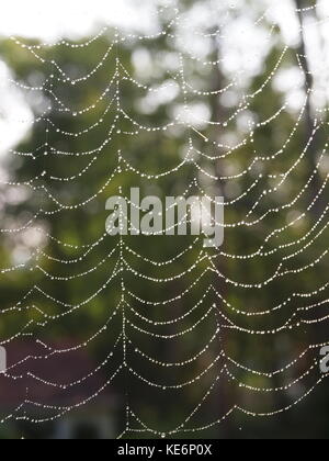 Tau Spinnennetz an einem Frühlingsmorgen in New Jersey Stockfoto