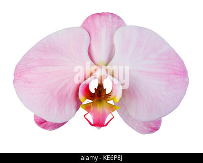 Rosa Orchidee mit Streifen auf weißem Hintergrund Stockfoto